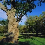 Quinta Duro 기욘